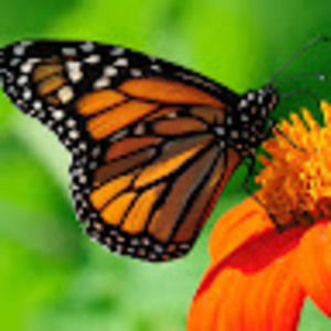 Meet your Posher, Irene